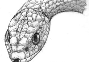 300x210 Pencil Drawings Of Snakes Pencil Drawing Snake - Snake Drawings In Pencil