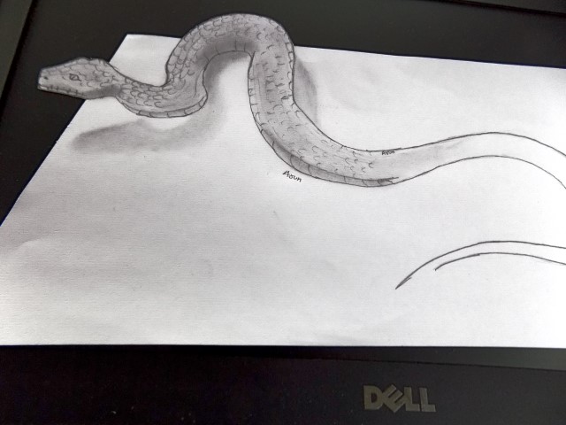 640x480 Snake Pencil Drawing Pencil Drawing - Snake Drawings In Pencil