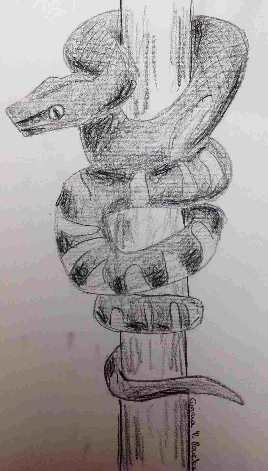 1081x1899 Snake Drawings In Pencil - Snake Drawings In Pencil