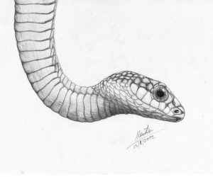 300x250 snake pencil drawing images hapkido art in snake painting - Snake Drawings In Pencil