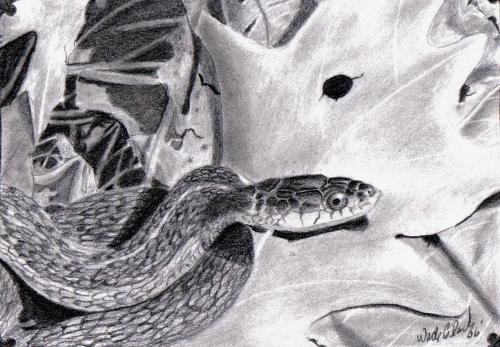 500x347 Snake Drawing Pencil - Snake Drawings In Pencil