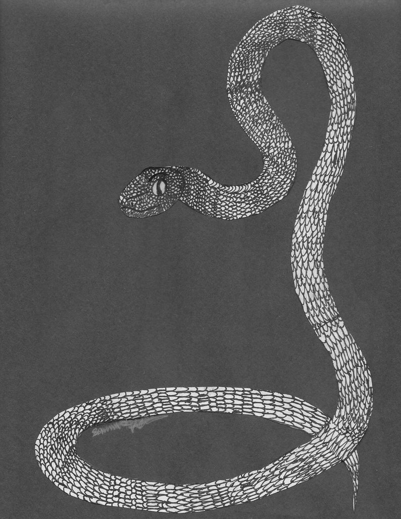 794x1028 snake drawing pencil inked reptile black construction paper etsy - Snake Drawings In Pencil