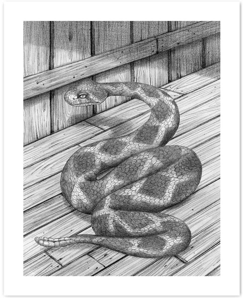 977x1200 cornered fine art print pencil drawing a snake ready to strike - Snake Drawings In Pencil