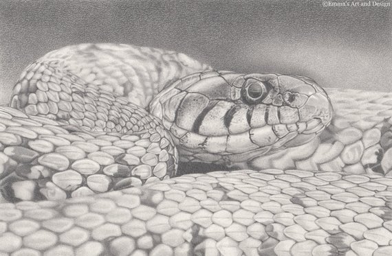 Snake Drawings In Pencil at PaintingValley.com | Explore collection of ...