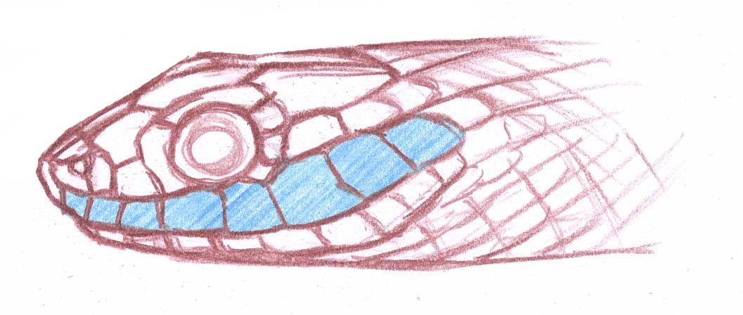1057x448 Snake Face Scales Labials - Snake Face Drawing