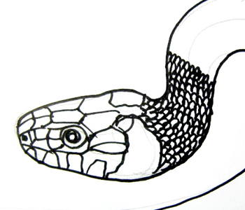 Snake Head Drawing At Paintingvalley Com Explore Collection Of Snake Head Drawing