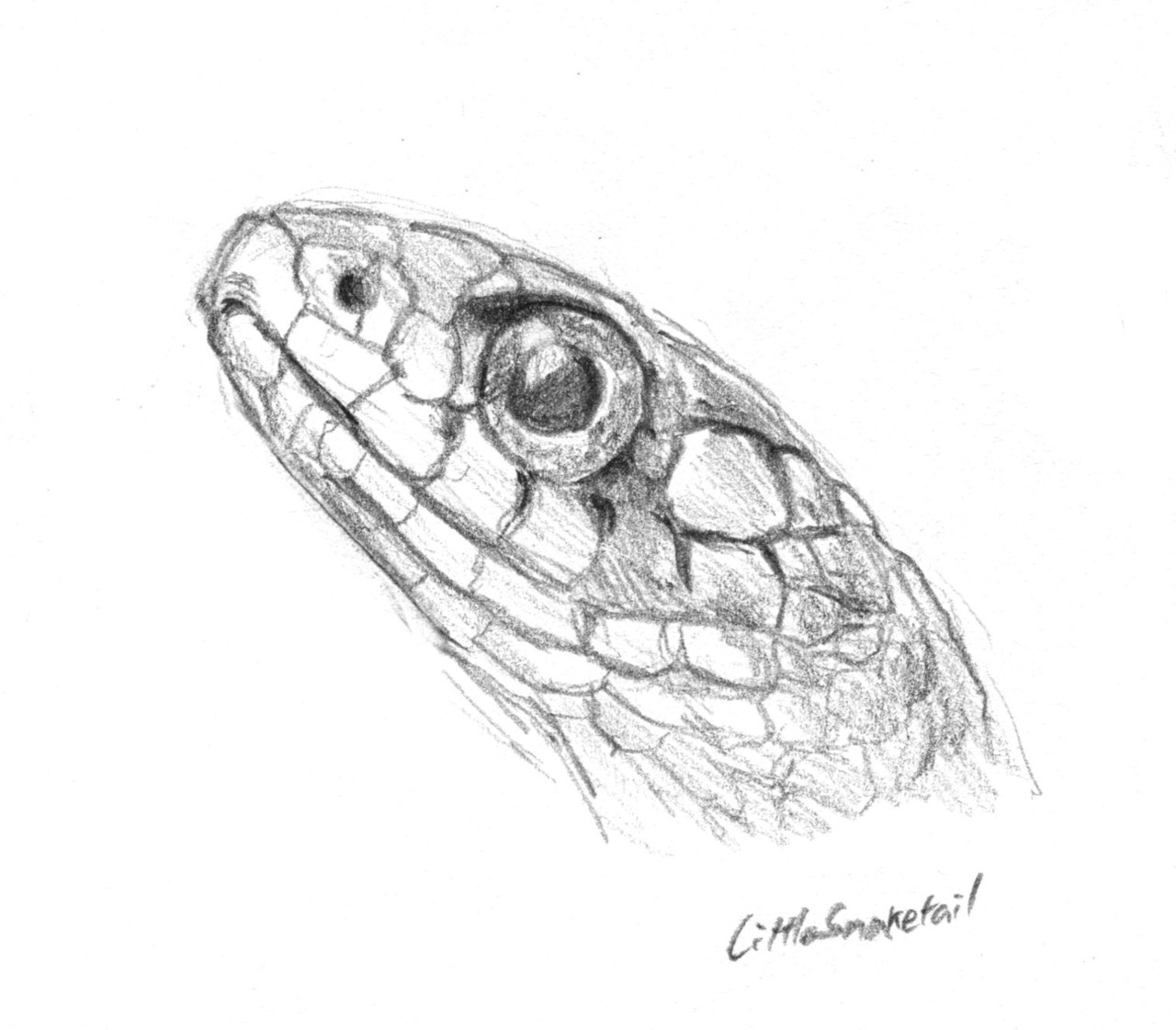 Little Snake Tail Snake Head, Pencil On Paper Reference Photo - Snake Head ...
