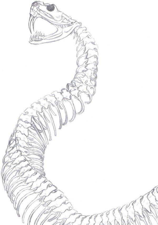 600x855 Snake Head Drawing Lovely Snake Skeleton Spine Drawing Google - Snake Head Drawing