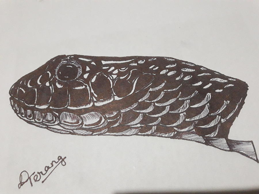 900x675 Snake Head Drawing - Snake Head Drawing