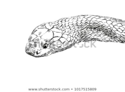 Snake Head Drawing at PaintingValley.com | Explore collection of Snake ...