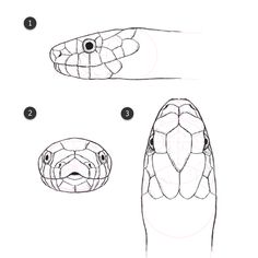 236x236 Step How To Draw A Snake Head, Draw Snake Heads Drawing - Snake Head Drawing