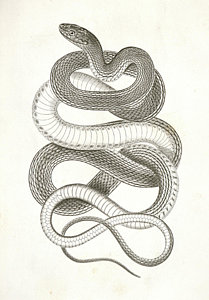 209x300 Eutania Vagrans, The Large Headed Striped Snake Drawing - Snake Head Drawing
