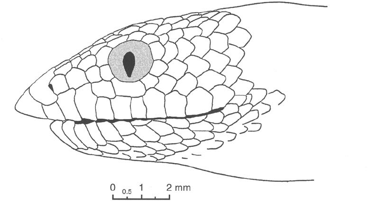 Snake Head Drawing Side Profile