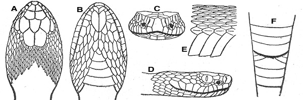 Snake Head Drawing Side View at PaintingValley.com | Explore collection