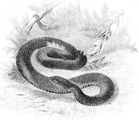 277x240 Head Of The Viper, Top View, Vintage Engraving - Snake Head Drawing Top View