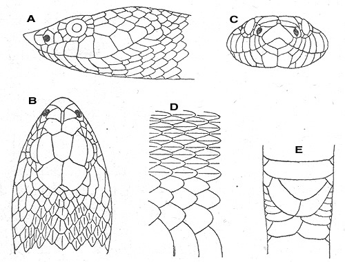 500x380 Heterodon Platirhinos Florida Museum Of Natural History - Snake Head Drawing Top View