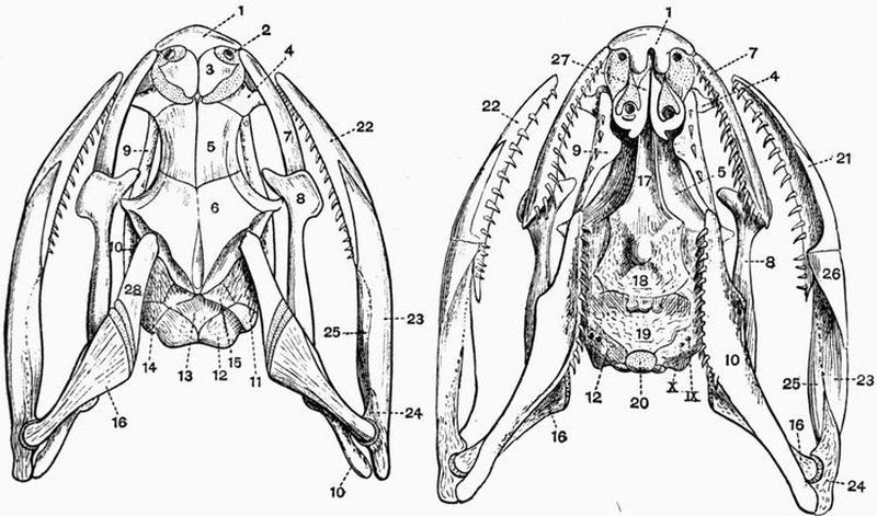 800x471  - Snake Head Drawing Top View