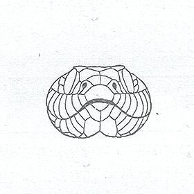280x280 Snake Head Drawing - Snake Head Drawing Top View