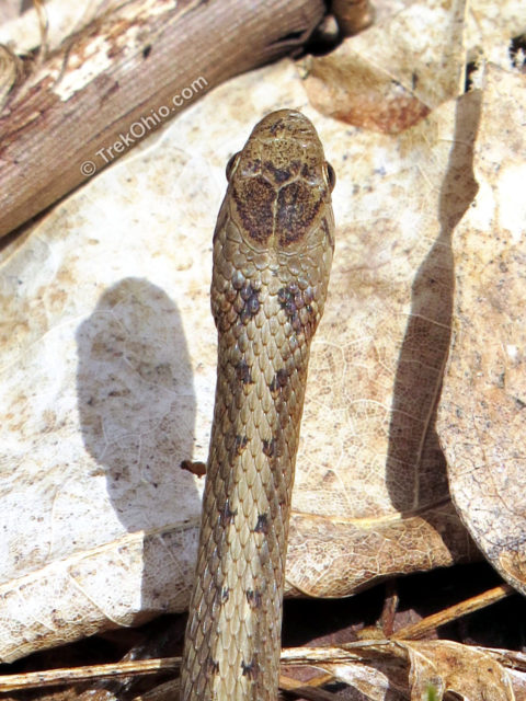 480x640 Snake Species Of Ohio - Snake Head Drawing Top View