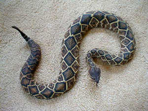 300x225 Snake Head Top View - Snake Head Drawing Top View