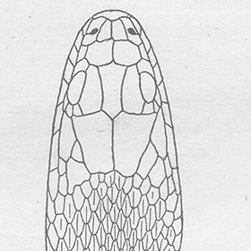 280x280 Top View Snake Head Drawings - Snake Head Drawing Top View