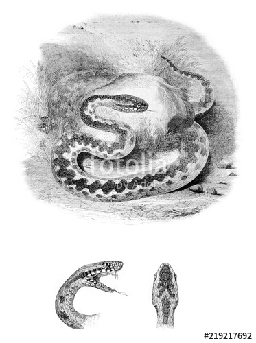 373x500 head of the viper, showing the bifurcated tongue, common viper - Snake Head Drawing Top View