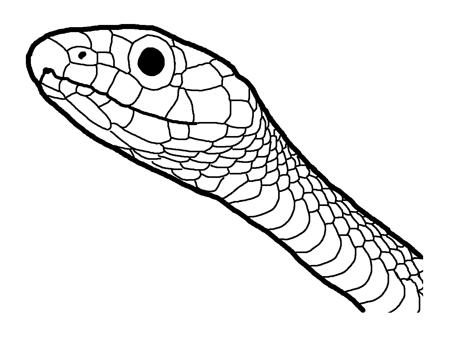 1440x1080 amphibian and reptile coloring pages - Snake Line Drawing