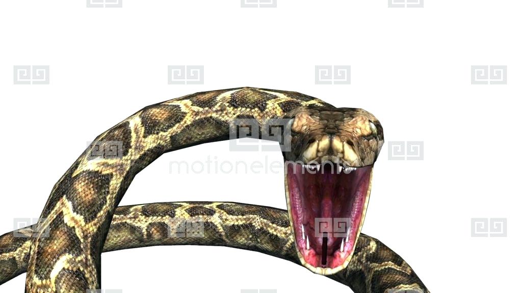 1024x576 Snake Mouth Attacking Snake Snakehead Fish Mouth - Snake Mouth Drawing