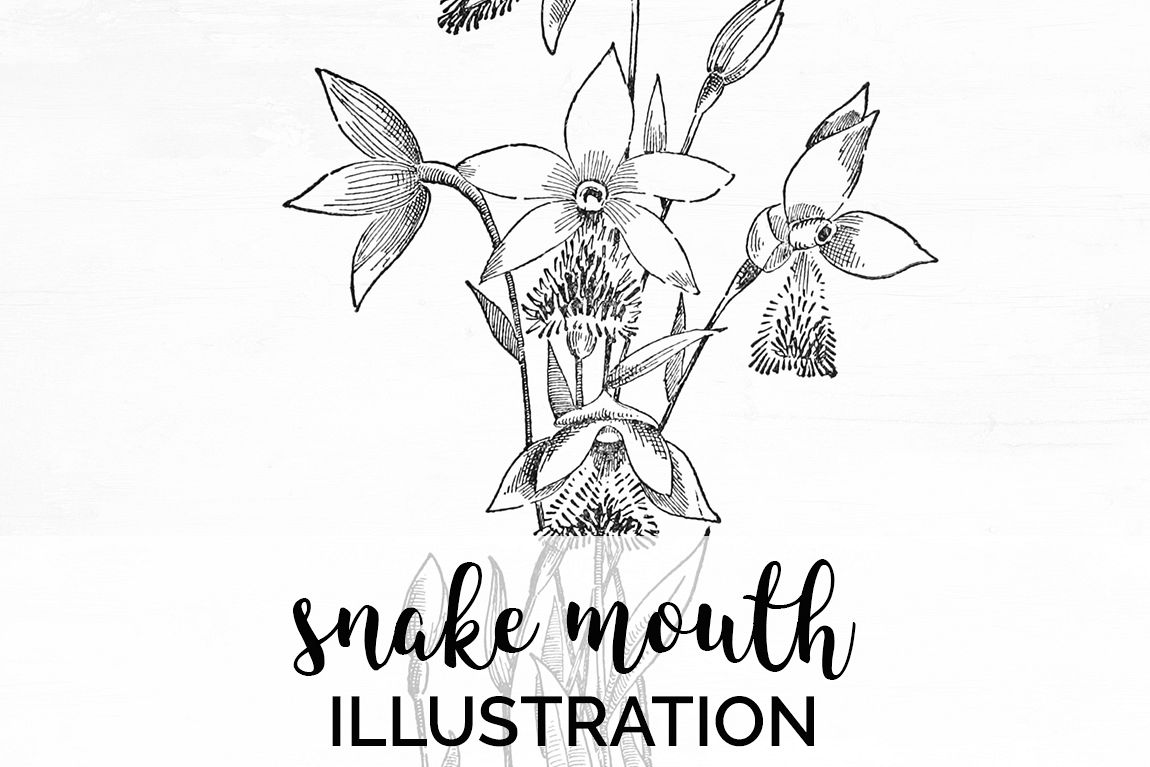 1150x767 Snake Mouth Flowers - Snake Mouth Drawing