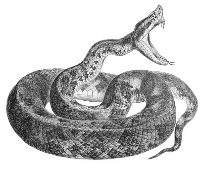 400x336 Snake Open Mouth Art Free Snakes Clipart Idea Tattoo Snake - Snake Mouth Drawing