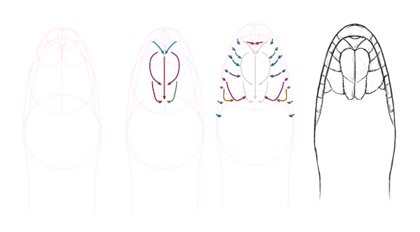 600x332 how to draw animals snakes and their patterns - Snake Outline Drawing