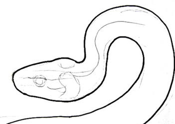 351x250 How To Draw A Grass Snake - Snake Outline Drawing