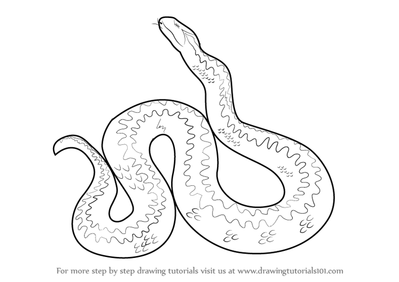 800x566 Learn How To Draw An Adder - Snake Outline Drawing