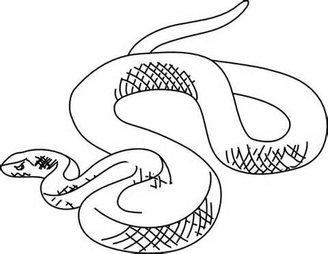 480x371 Simple Snake Outline Drawings - Snake Outline Drawing