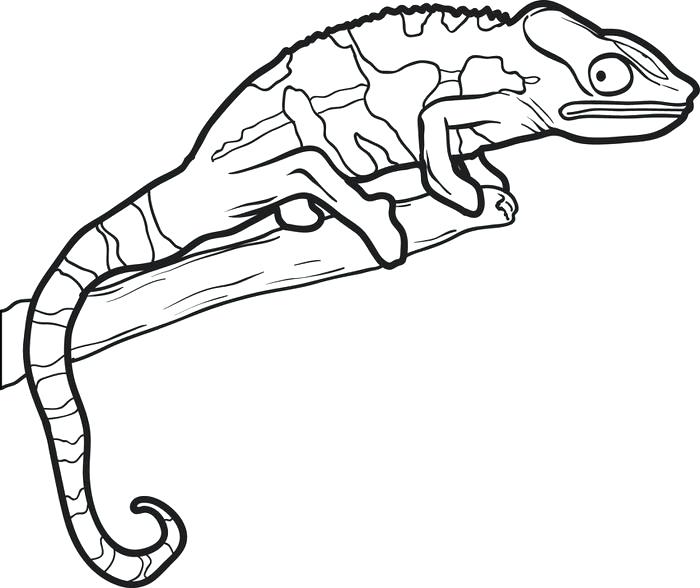 700x588 Beautiful Lizard Coloring Pages In With Outline Drawing Free - Snake Outline Drawing