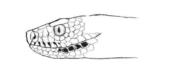 600x237 How To Draw Animals Snakes And Their Patterns - Snake Picture Drawing