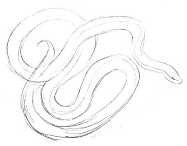 385x300 How To Draw Snakes - Snake Picture Drawing
