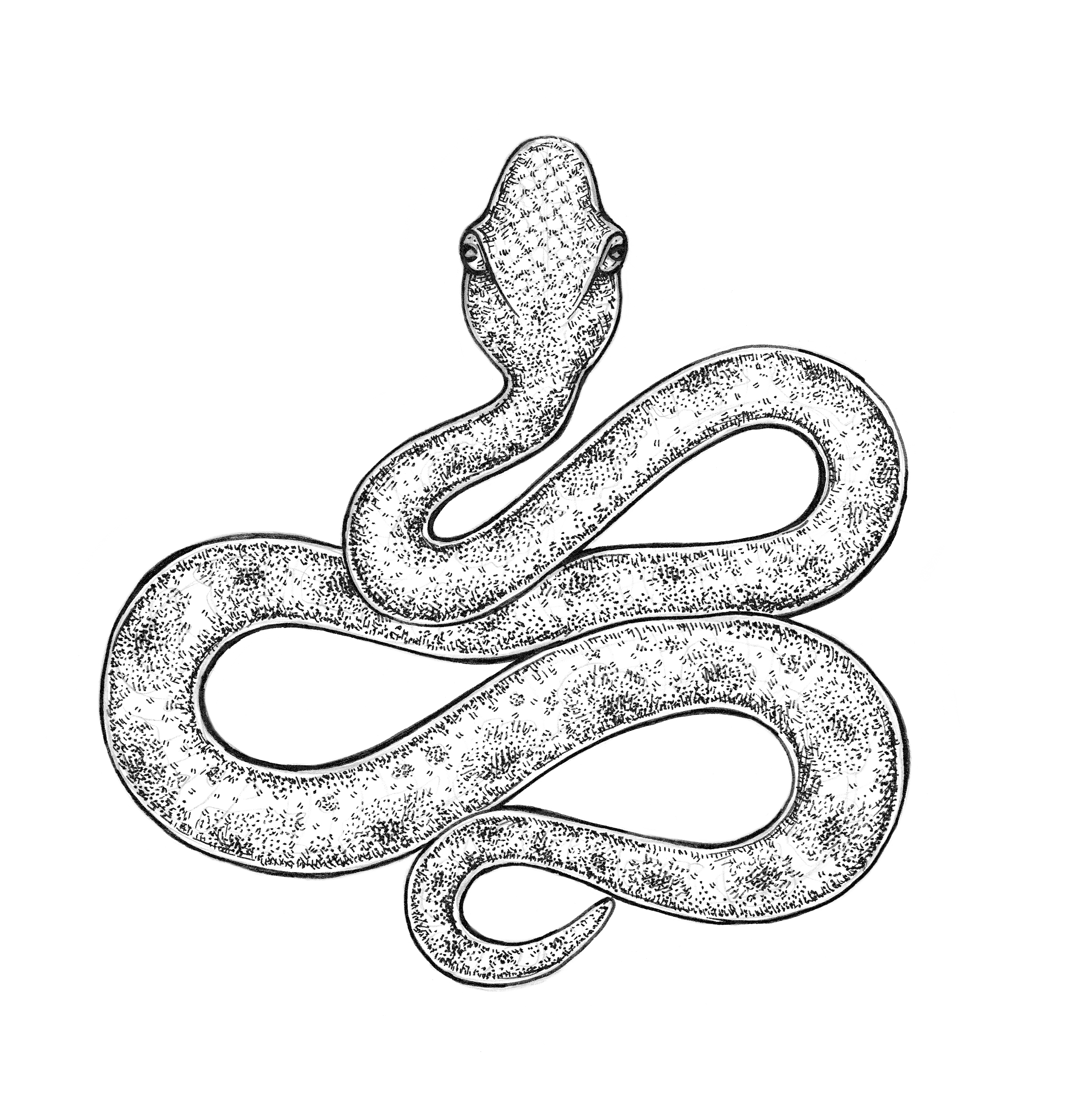 2514x2645 Snake Drawing Eugenia Hauss - Snake Picture Drawing