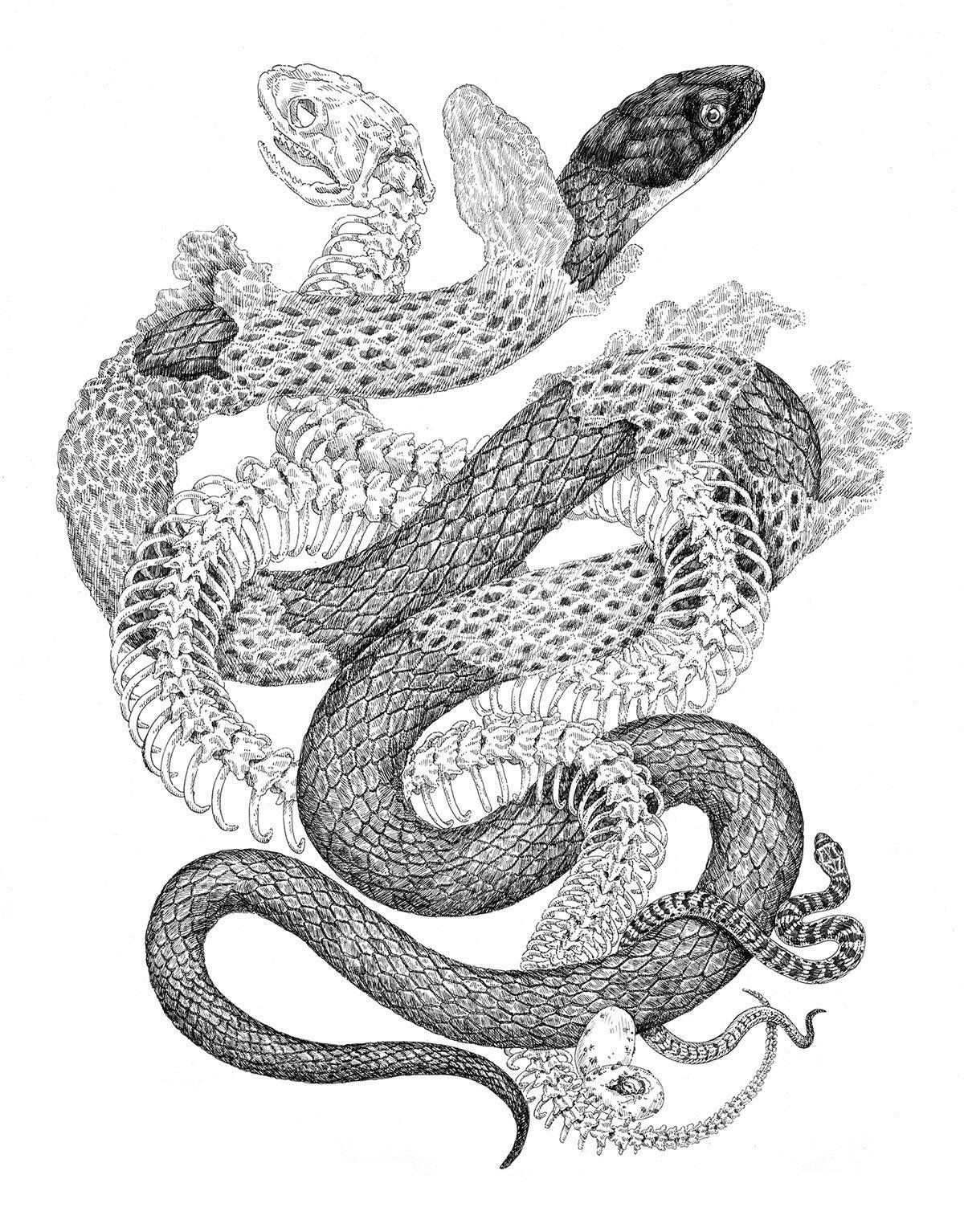 1200x1534 Snake Sketch Drawing And Entwined Snakes Drawing Art Art - Snake Picture Drawing