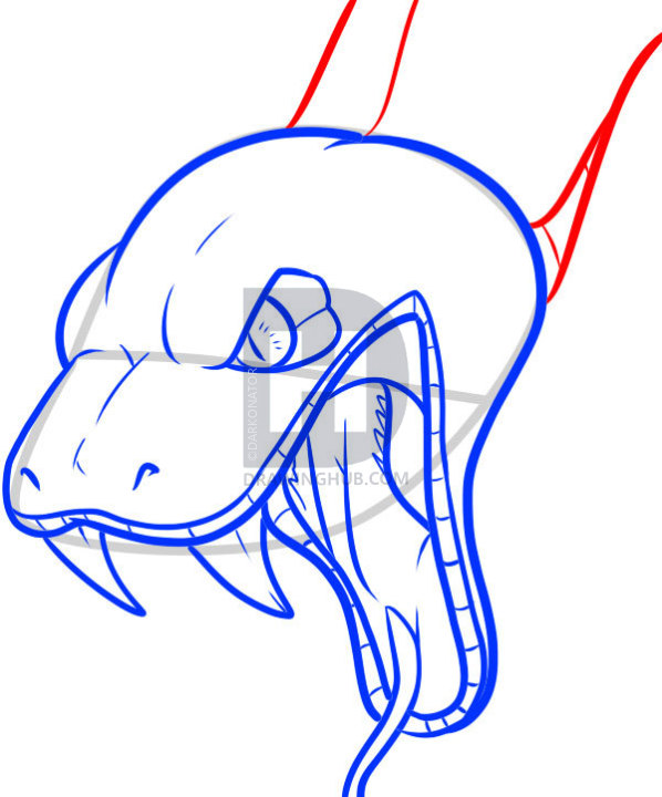 598x720 How To Draw A Snake Head, Draw Snake Heads, Step - Snake Picture Drawing