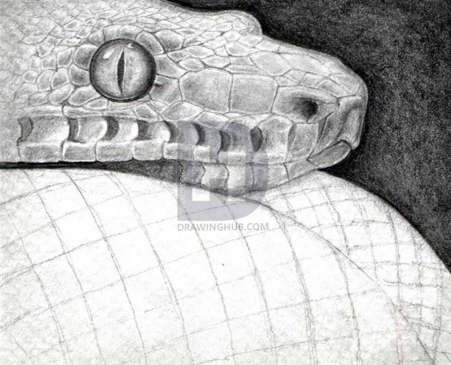Snake Scales Drawing at Explore collection of