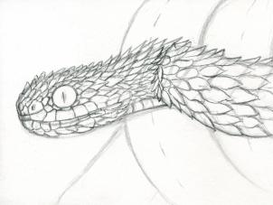 Snake Scales Drawing at PaintingValley.com | Explore collection of ...