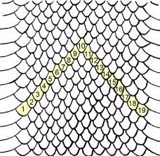 228x222 Image Result For Snake Scales Drawing Scales In Snake - Snake Scales Drawing