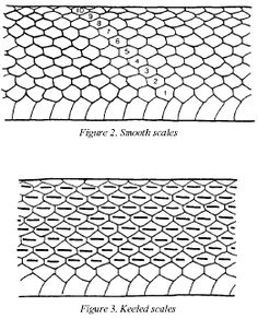 236x292 How To Draw Dragon Scales - Snake Scales Drawing