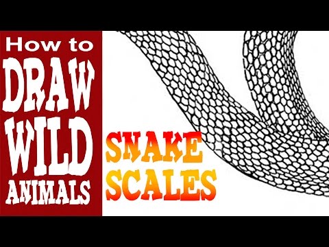 480x360 How To Draw Snake Scales - Snake Scales Drawing