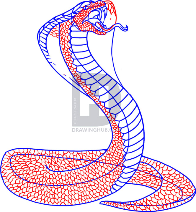 664x720 How To Draw A Snake, King Cobra, Step - Snake Scales Drawing