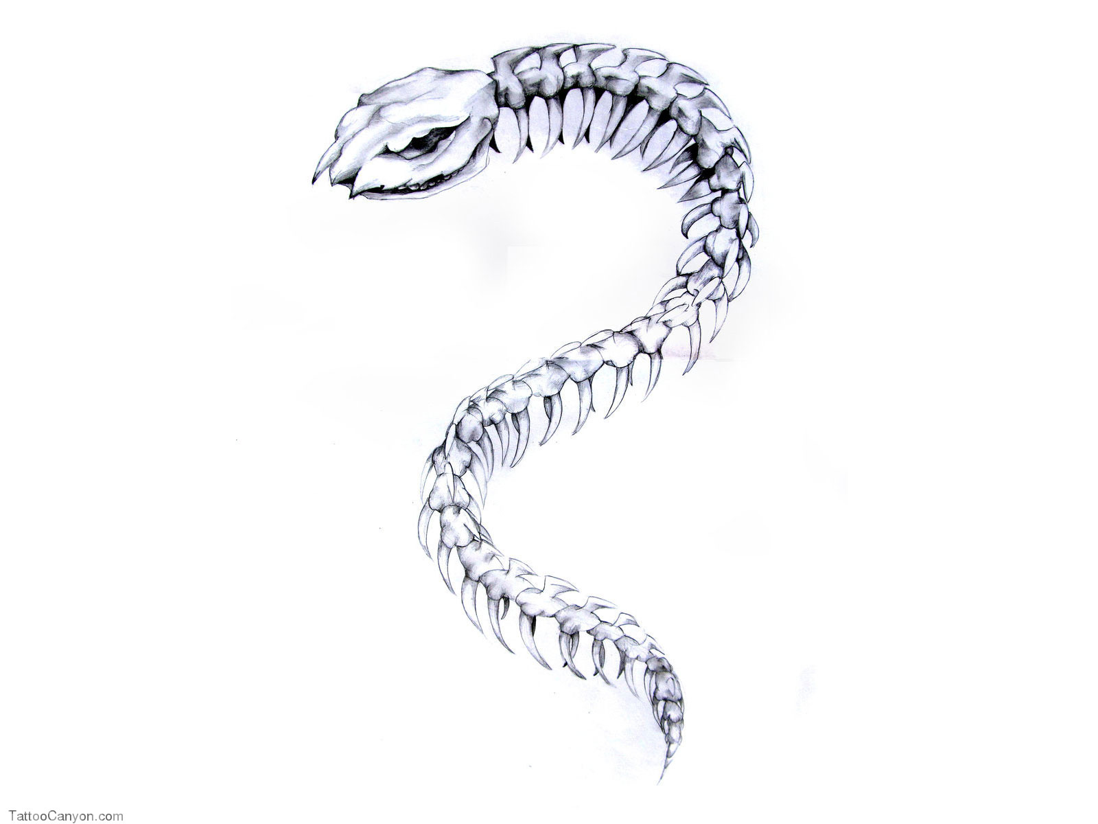 Snake Skeleton Drawing at Explore collection of