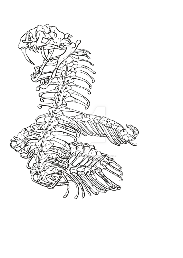 752x1063 Giant Snake Skeleton Commission - Snake Skeleton Drawing