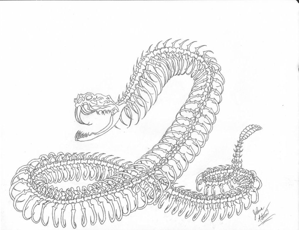 1018x784 Image Result For Snake Skeleton Spine Drawing Wood Burning - Snake Skeleton Drawing
