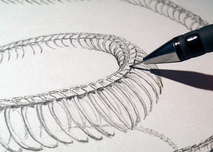 750x536 martin van lib's combines two different animal skeletons in his - Snake Skeleton Drawing